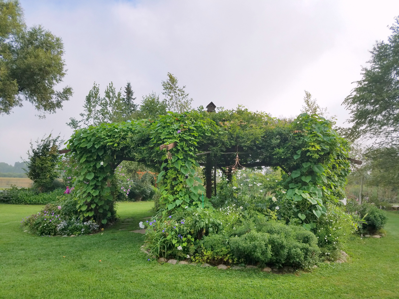 Look at the center of the canopy -- the purple Wisteria is still giving sporatic blooms